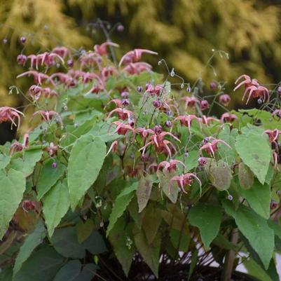 Epimedium Hugs and Kisses