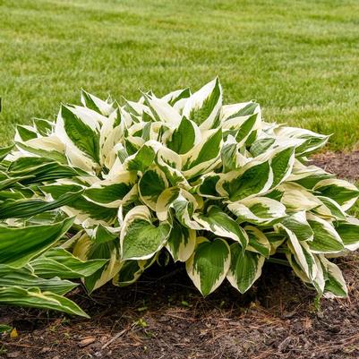 Hosta fortunei Patriot