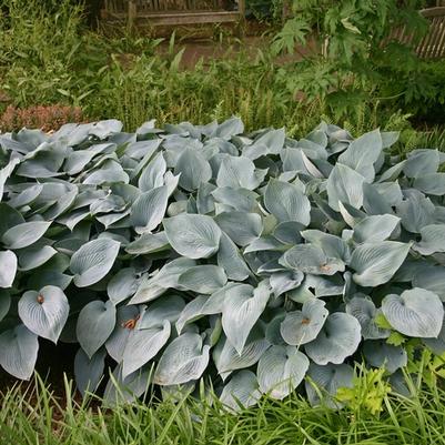 Hosta x tardiana Halcyon