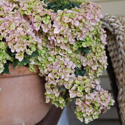 Hydrangea Fairytrail Fresco®
