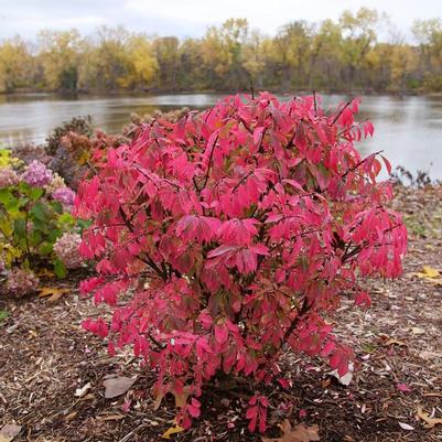Euonymus alatus Fire Ball Seedless® PPAF