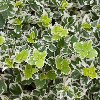 Euonymus fortunei White Album® PP23961