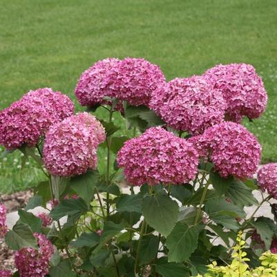 Hydrangea arborescens Invincibelle Mini Mauvette® PP30358