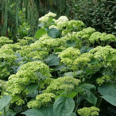 Hydrangea arborescens Invincibelle Sublime® PP34418