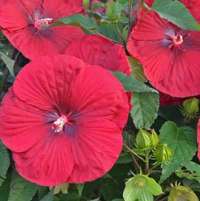 Hibiscus Vintage Wine