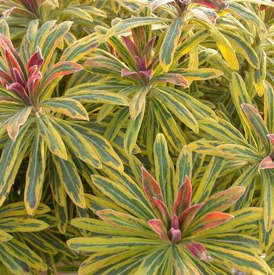 Euphorbia martinii Ascot Rainbow