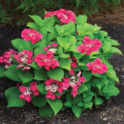 Hydrangea macrophylla Cherry Explosion™ (Mckay) PP28757