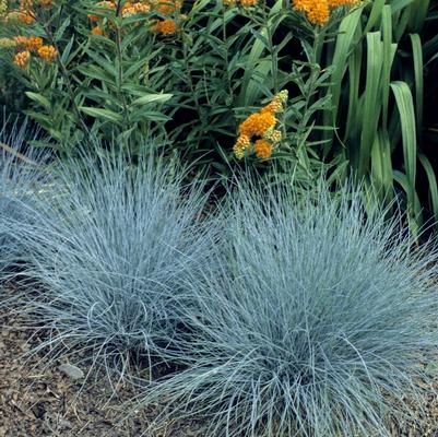 Festuca glauca Elijah Blue