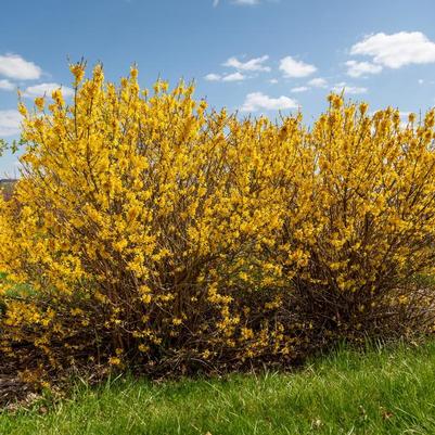 Forsythia Spring Fling® PP35518