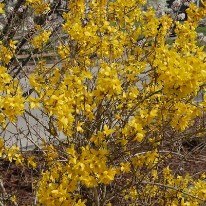 Forsythia x intermedia Lynwood Gold
