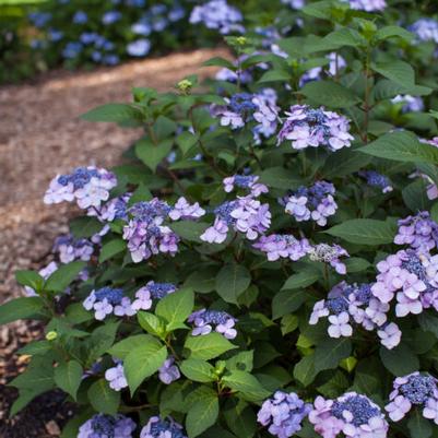 Hydrangea macrophylla Twist & Shout® PP20176