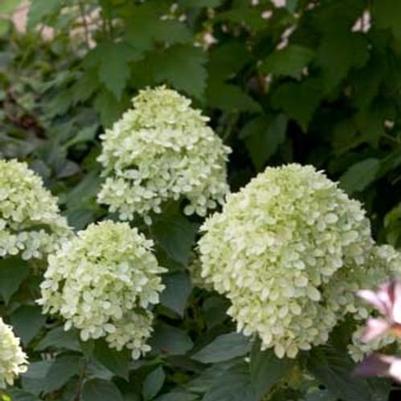 Hydrangea paniculata Little Lime® ('Jane') (Tree Form)