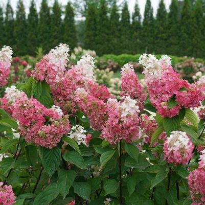 Hydrangea paniculata Pinky Winky Prime® PP35334