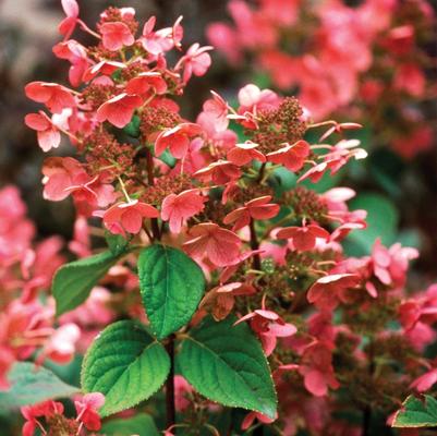 Hydrangea paniculata Quick Fire® ('Bulk')