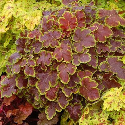 Heucherella Solar Eclipse