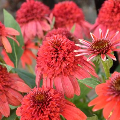 Echinacea Double Dipped® Jamberry PPAF