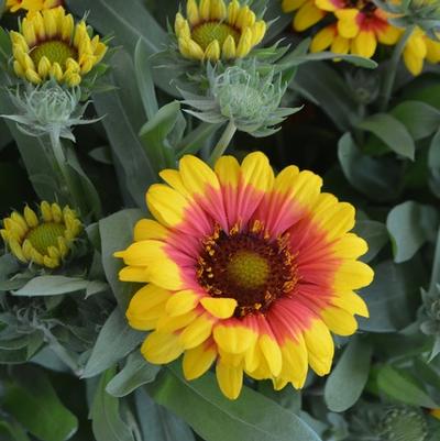 Gaillardia aristata Spintop™ Red Starburst PPAF