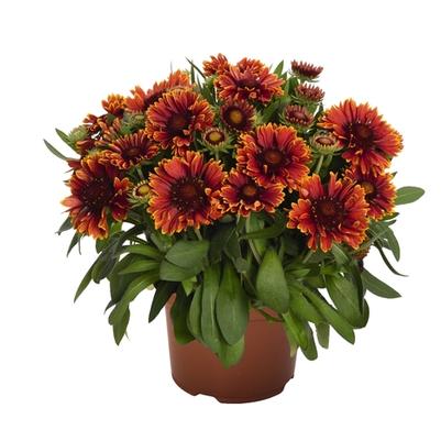 Gaillardia aristata Spintop™ Yellow Touch PP29206