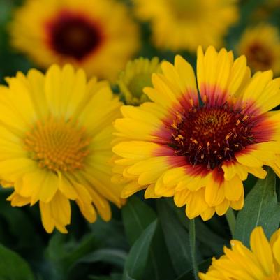 Gaillardia x grandiflora Mesa™ Bright Bicolor