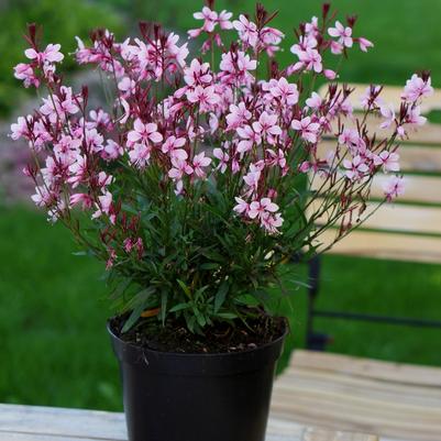 Gaura lindheimeri Baby Butterfly™ Dark Pink PP30170