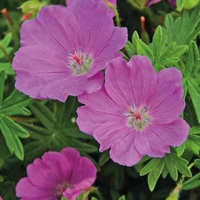 Geranium sanguinea Max Frei