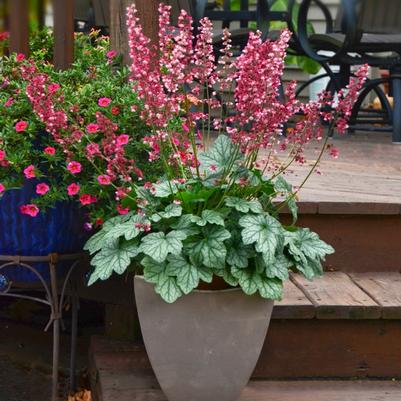 Heuchera Berry Timeless