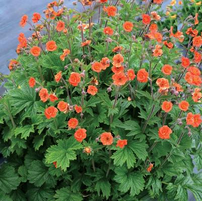 Geum Rustico™ Orange PP28238