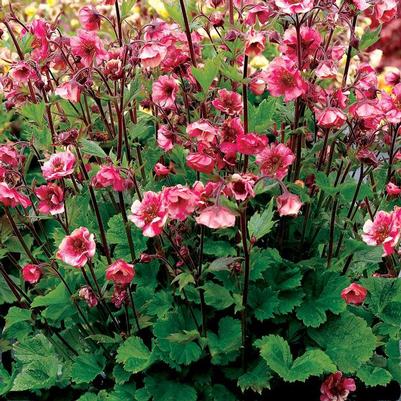 Geum Tempo™ Rose