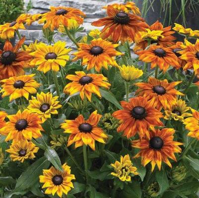 Echibeckia Summerina® Yellow