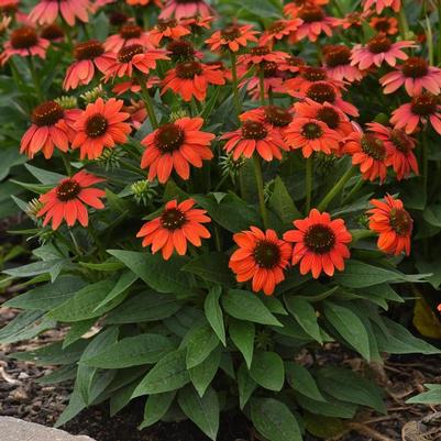 Echinacea x hybrida Sombrero® Poco™ Hot Coral PP23097