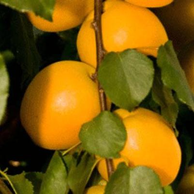Apricot Semi-Dwarf Puget Gold