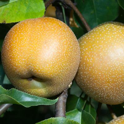 Asian Pear Semi-Dwarf 20th Century (Nijisseiki)