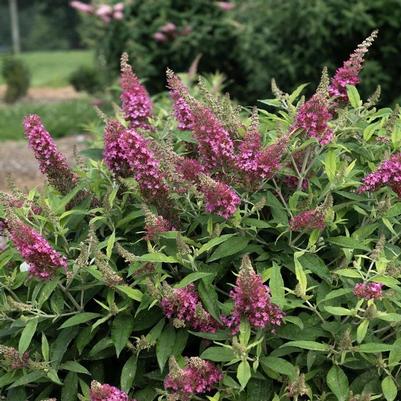 Buddleia davidii Dapper® Pink