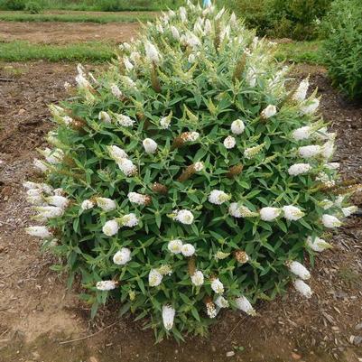 Buddleia davidii Dapper® White