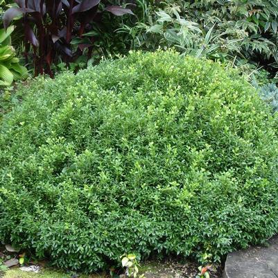 Buxus NewGen® Liberty Belle®