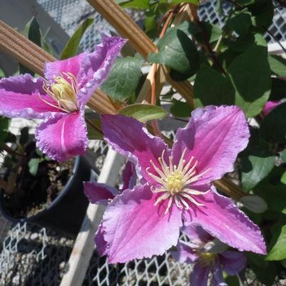 Clematis x Piilu