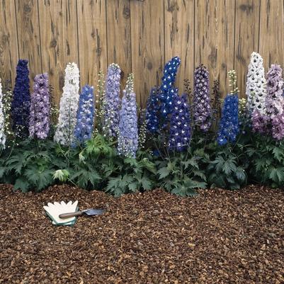 Delphinium grandiflorum Magic Fountains Mix