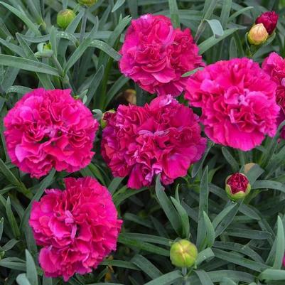 Dianthus Fruit Punch® Funky Fuchsia