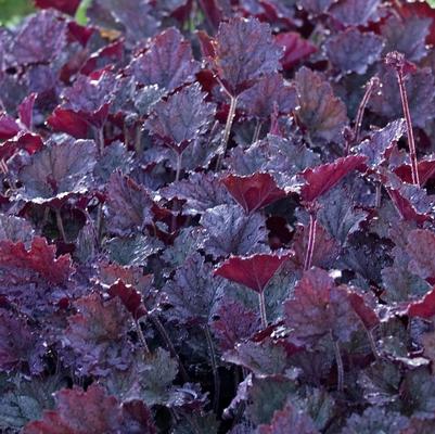 Heuchera Frosted Violet