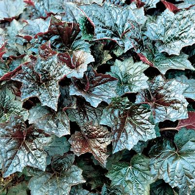 Heuchera micrantha Palace Purple