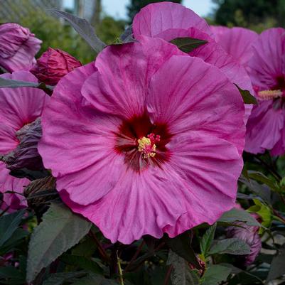 Hibiscus Summerific® Berry Awesome PP27936