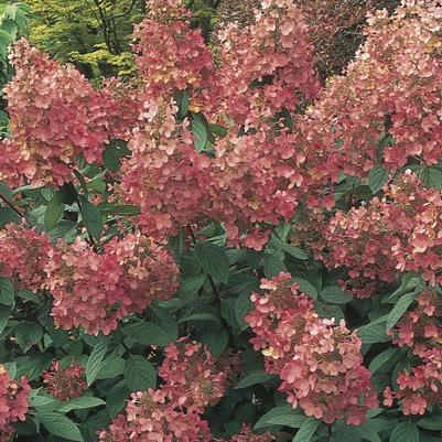 Hydrangea paniculata Pink Diamond (Tree Form)