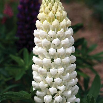 Lupinus Westcountry™ Polar Princess PPAF
