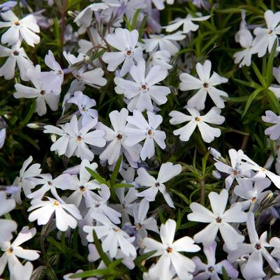 Phlox Spring® Lavender