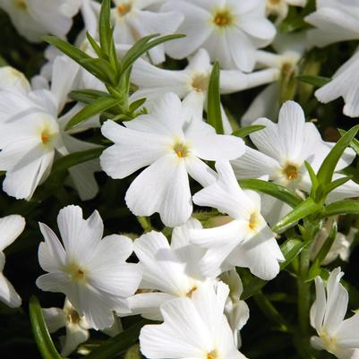 Phlox Spring® White