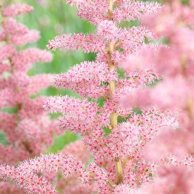 Astilbe chinensis Glitter & Glamour