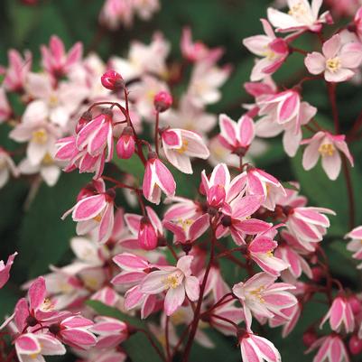 Deutzia Yuki Cherry Blossom® 2.0