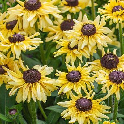 Echibeckia™ Summerina Glow® Limonata