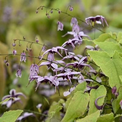 Epimedium Wisteria Falls