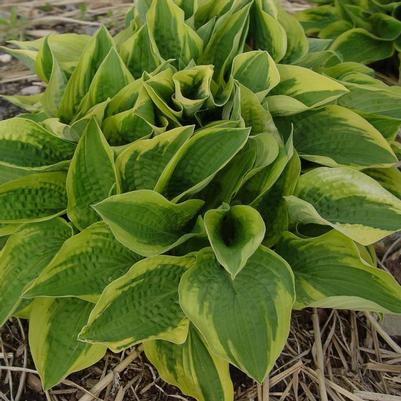 Hosta fortunei Aureo-marginata